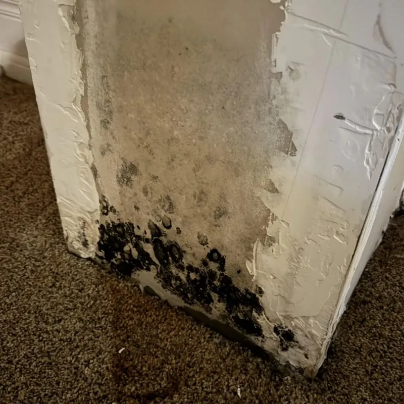 Professional Mold Removal in Belpre, OH